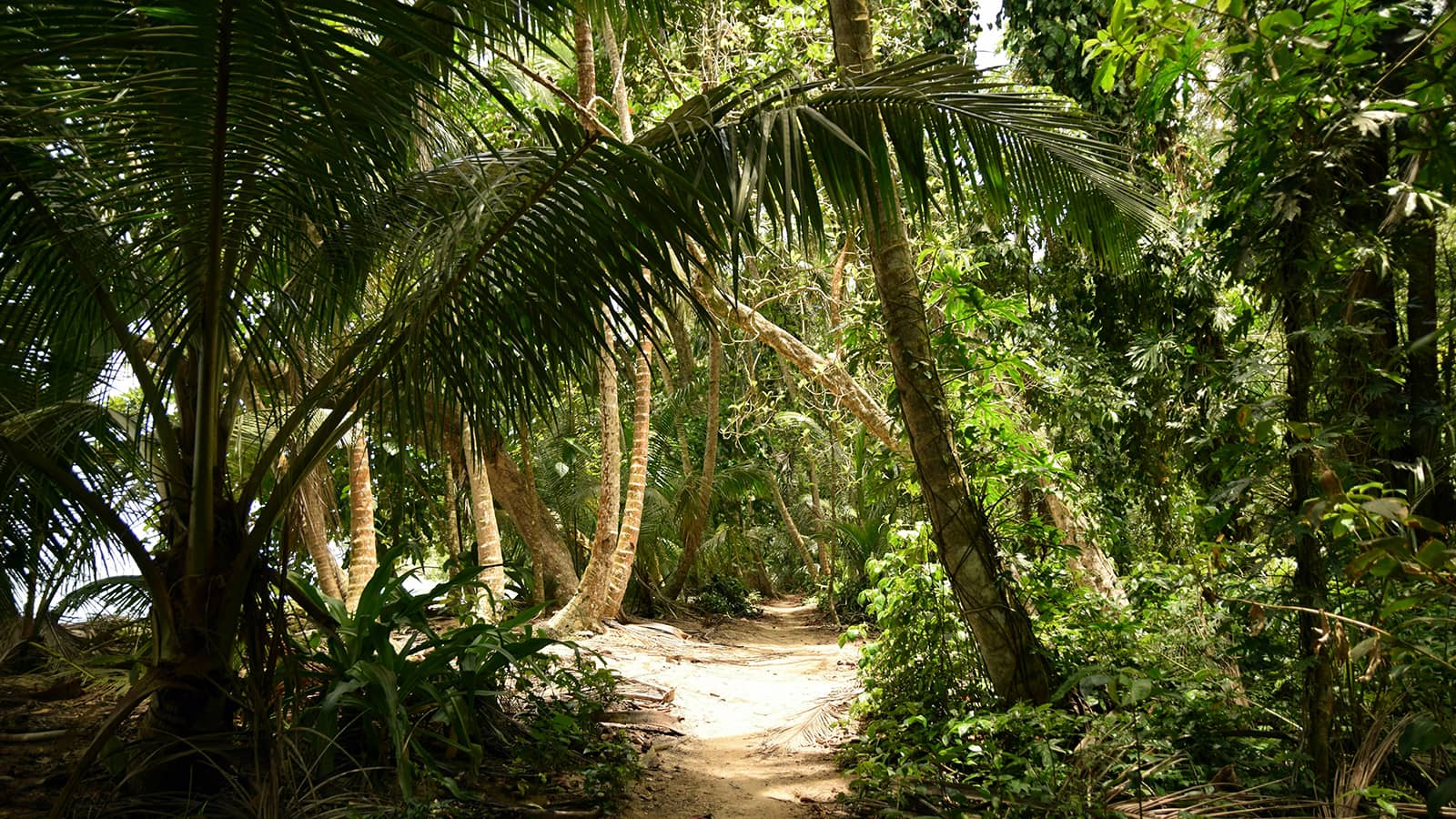 Tropical beach